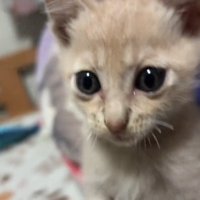 キュルキュルな目を持つ猫