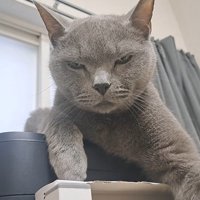 貫禄たっぷりのボス猫