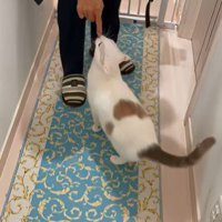 パパさんの足元に駆け寄る猫