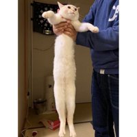 持ち上げられている猫