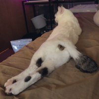 足をピンと伸ばしてくつろぐ猫