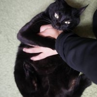 飼い主を甘噛みしている様子