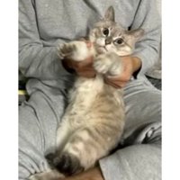 抱っこされている猫