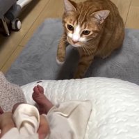 右前足をあげて新生児を見つめる猫