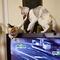 テレビの上でニャンプロする三毛猫とパステル三毛猫