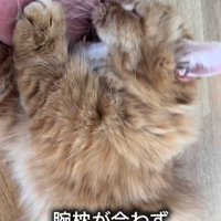 飼い主の手のひらに噛みついている猫
