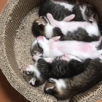 爪とぎベッドで眠る5きょうだい