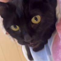 飼い主の足に乗って甘える黒猫
