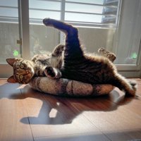 足を高くあげて寝っ転がるキジトラ猫