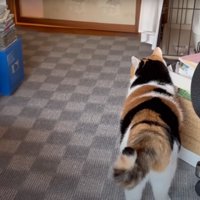 歩いている猫