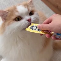 おやつを食べる猫