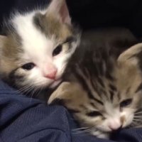 眠そうなお顔