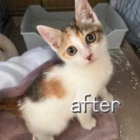 タオルの上にいる子猫「after」