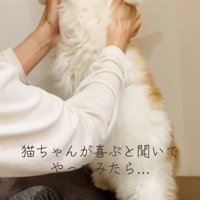 バンザイをしている猫（アップ目）