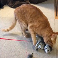 子猫の首元を噛んでいる大人の猫