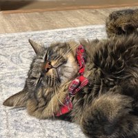 目を瞑る猫