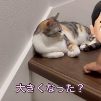 話を聞く猫