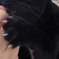 凶暴なツメ