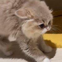 警戒しながら近づくイヴちゃん