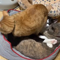 2匹の猫にお尻を向けた体勢で立ち止まる茶色い猫