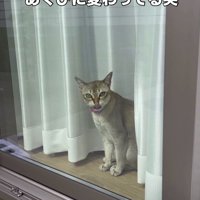 口を舌で舐める猫