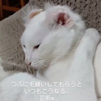 うつむく猫