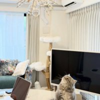 テーブルの上に座って天井に視線を向ける猫