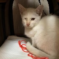 ペットキャリーの中にいる子猫