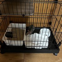 ケージの中にいる子猫