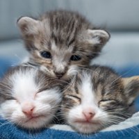 回復してきた子猫たち