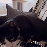 近づいてくる猫
