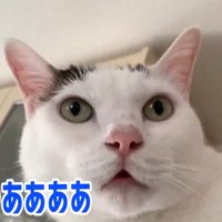 冷蔵庫の上で鳴いている猫