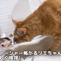 子猫と鼻をくっつける成猫