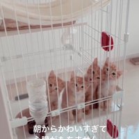 子猫に近づく