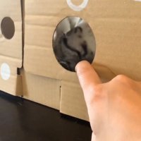 段ボールの向こうで転がる猫