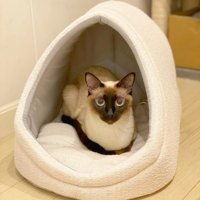 猫ベッドにいる猫