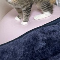 猫が乗っているバランスボール
