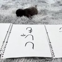 画面向かって左側に頭を向けて倒れている子猫