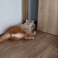 前転する猫2