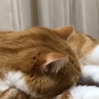 後足の方へ顔を付ける猫