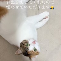 出迎える猫
