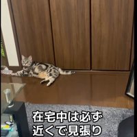 床に寝ている猫