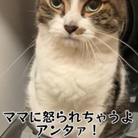 炊飯器の中で起き上がる猫