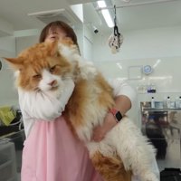 抱っこ