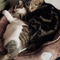 猫用ベッドで寄り添って寝るキジトラ猫と子猫