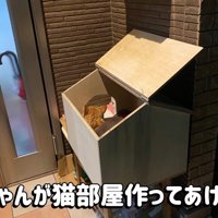 箱の中にいる猫