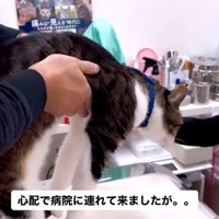 診察台に乗った猫