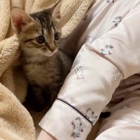 毛布から顔を出す子猫