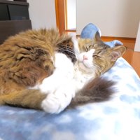 熟睡中