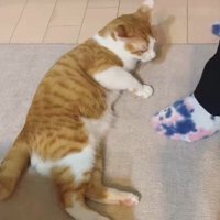 床に寝転ぶ猫